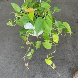 PHILODENDRON CORDATUM GOLD HB