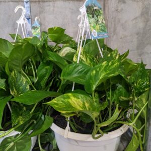 Hanging Baskets