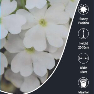 Verbena Vanessa White Improved