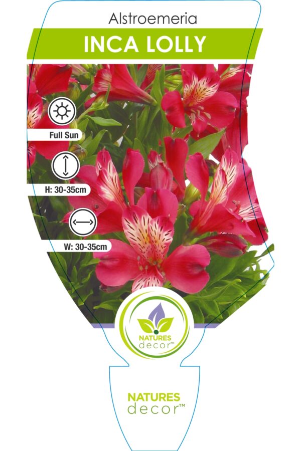 Alstroemeria Inca Lolly