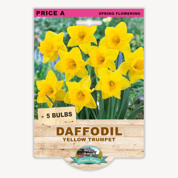 DAFFODIL YELLOW TRUMPET 5pk