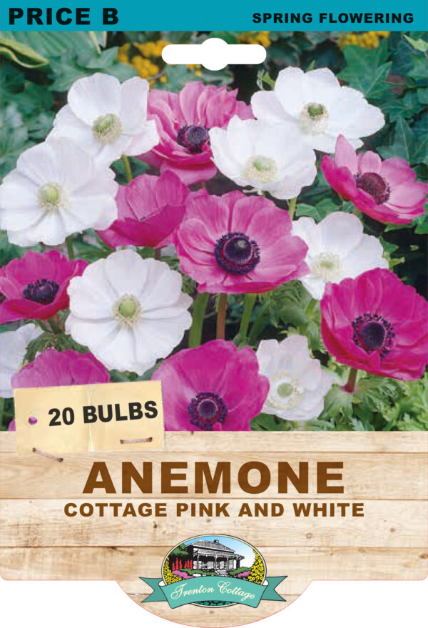 ANEMONE COTTAGE PINK & WHITE 20pk