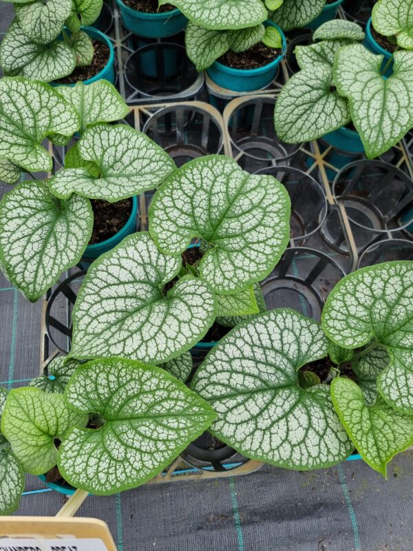 BRUNNERA ALEXANDER'S GREAT