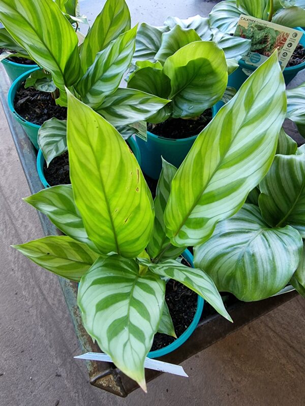 CALATHEA FREDDY