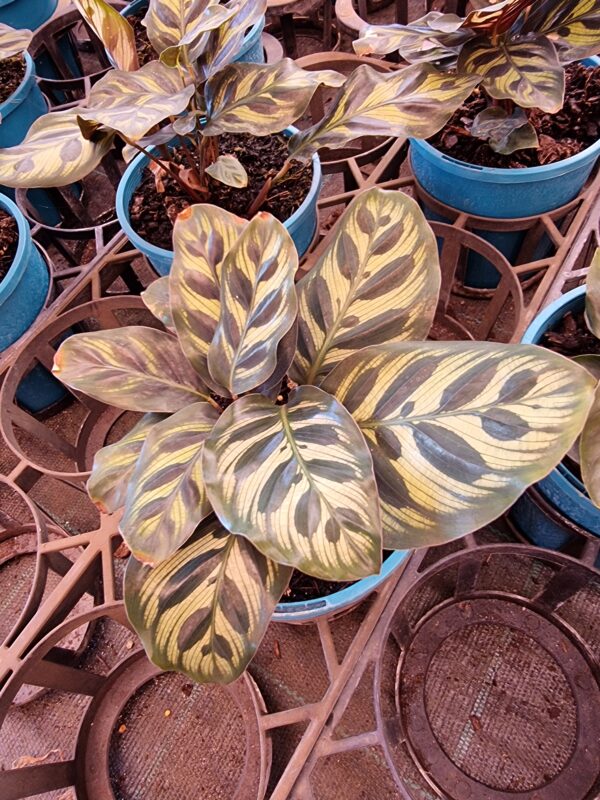 CALATHEA MAKOYANA