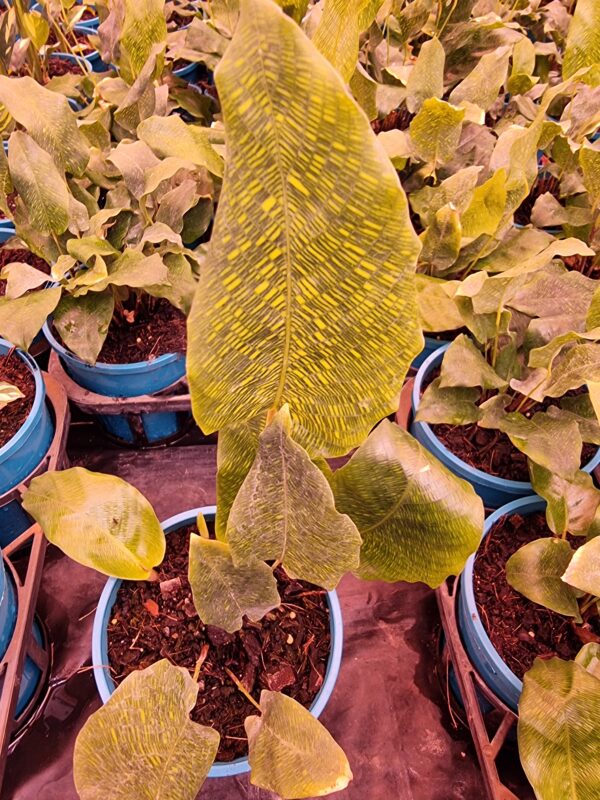 CALATHEA MUSACIA order in units of 15