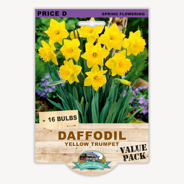 DAFFODIL YELLOW TRUMPET 16pk