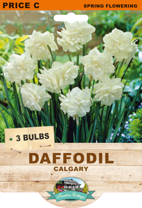 DAFFODIL CALGARY 3pk