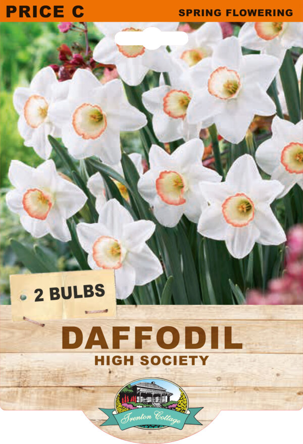 DAFFODIL HIGH SOCIETY 2pk