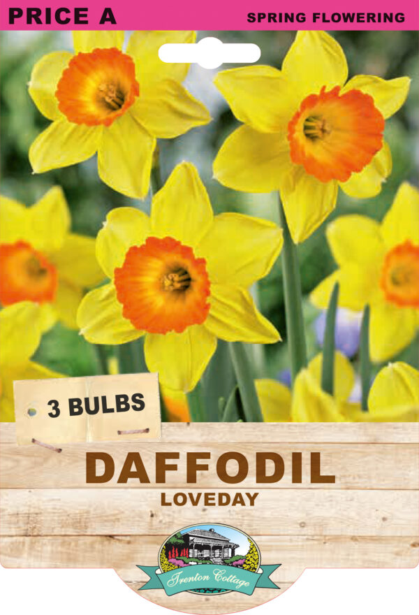 DAFFODIL LOVEDAY 3pk