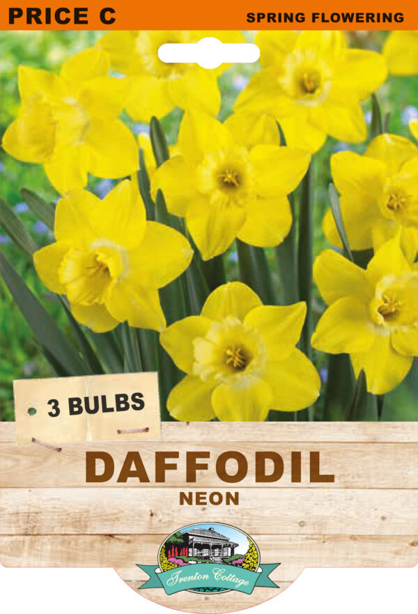 DAFFODIL NEON 3pk