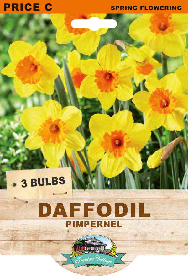 DAFFODIL PIMPERNAL 3pk