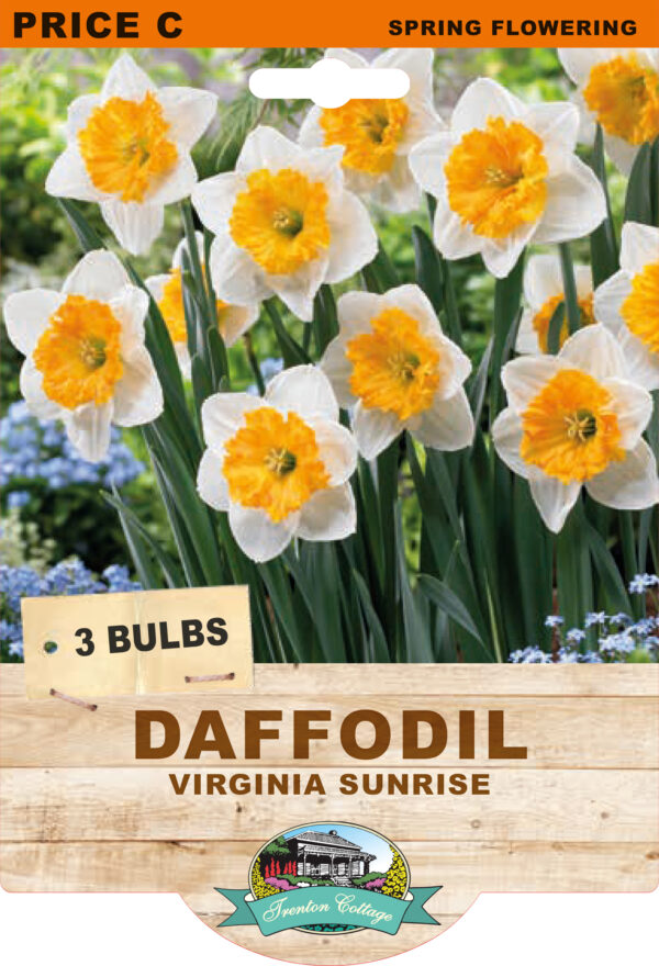 DAFFODIL VIRGINIA SUNRISE 3pk