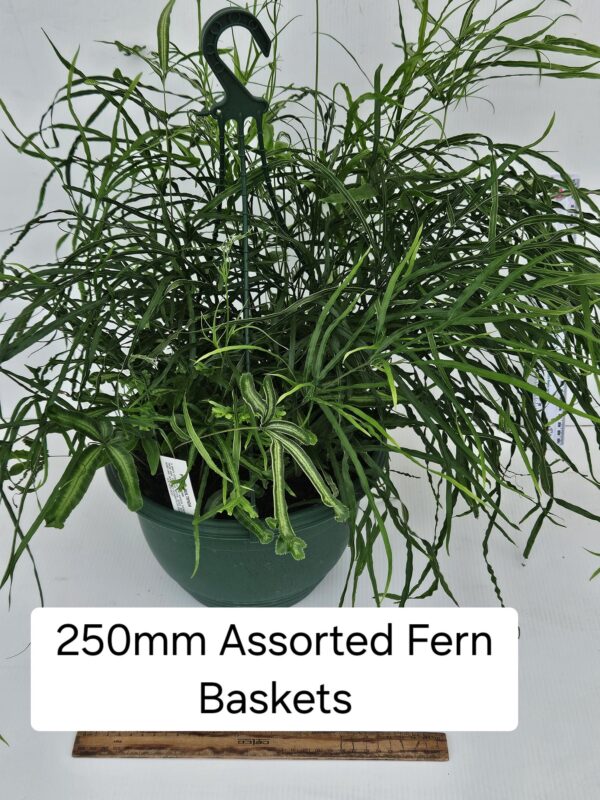 FERNS ASSORTED HB