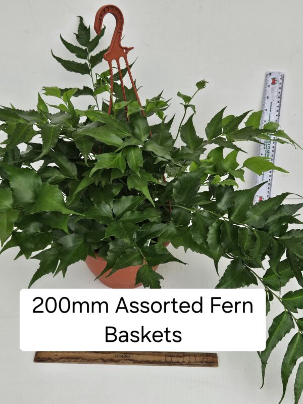 FERNS ASSORTED HB