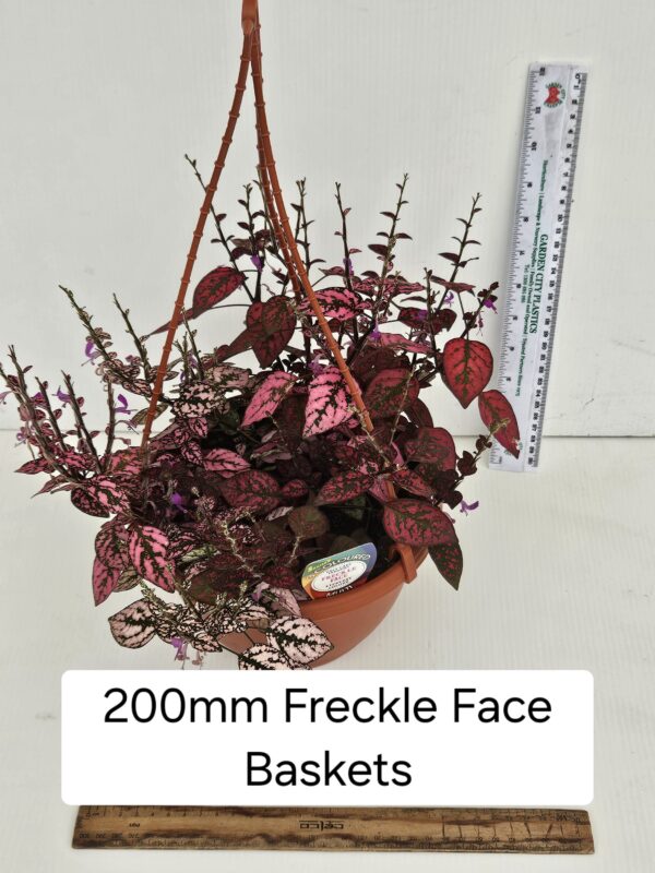 FRECKLE FACE HB