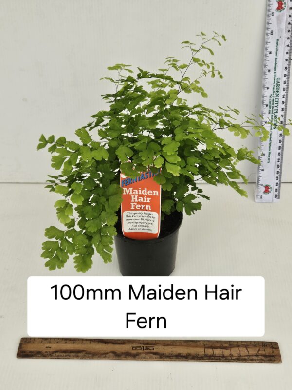 MAIDEN HAIR FERN