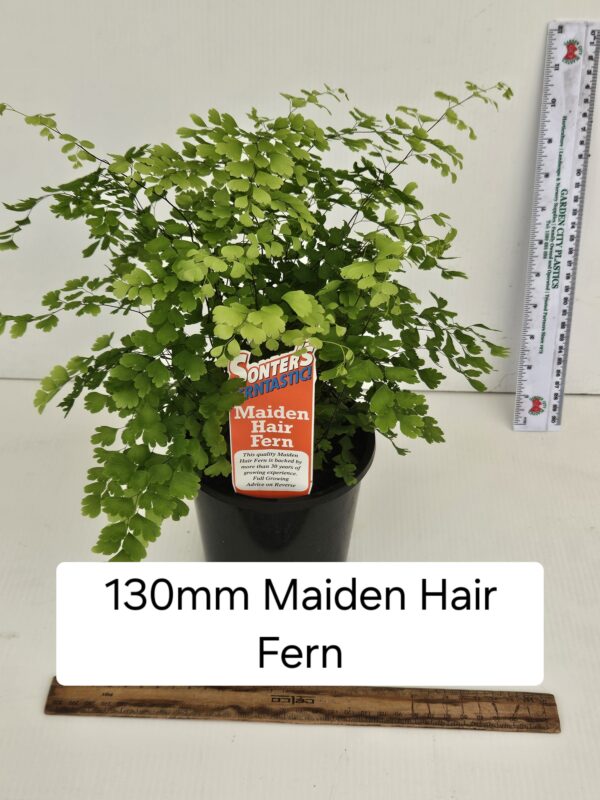 MAIDEN HAIR FERN