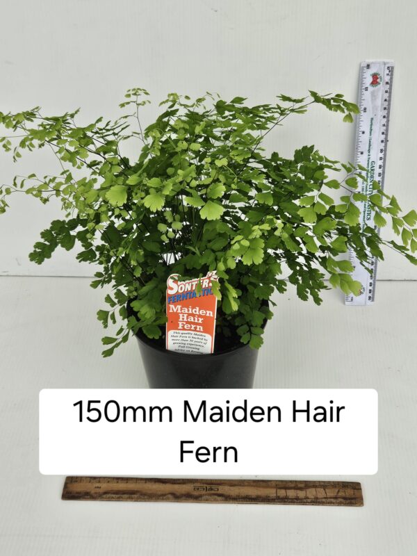 MAIDEN HAIR FERN