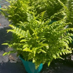 Indoor and Ferns