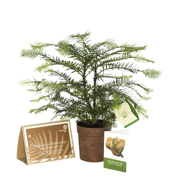 WOLLEMI PINE