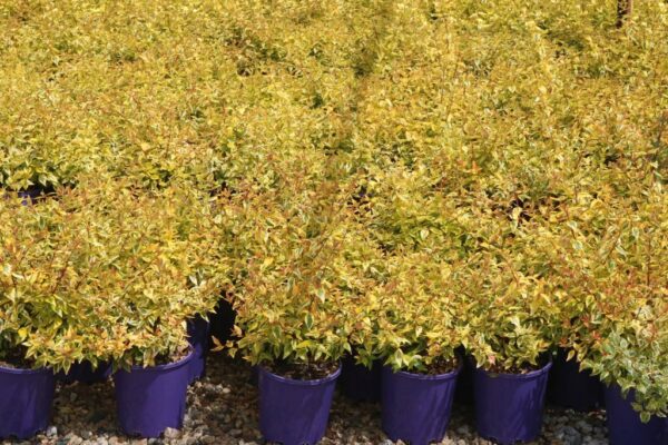 ABELIA X GRANDIFLORA KALEIDOSCOPE