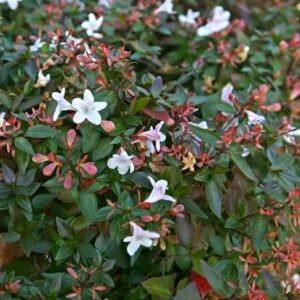 ABELIA GRANDIFLORA NANA