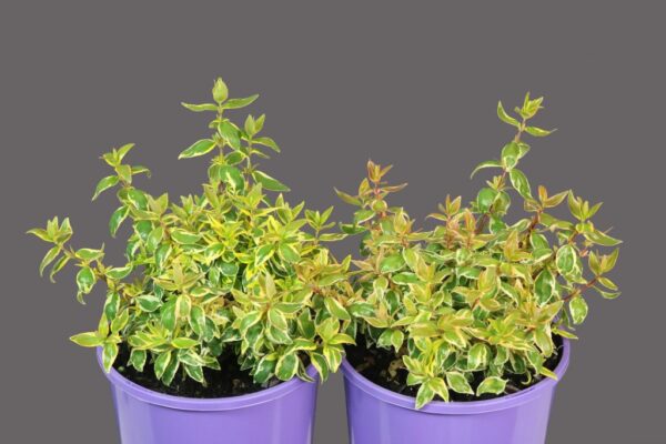 ABELIA X GRANDIFLORA LIME SPLICE