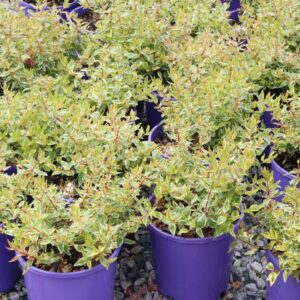 ABELIA X GRANDIFLORA LIME SPLICE
