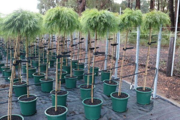 ACACIA COGNATA LIMELIGHT GRAFTED