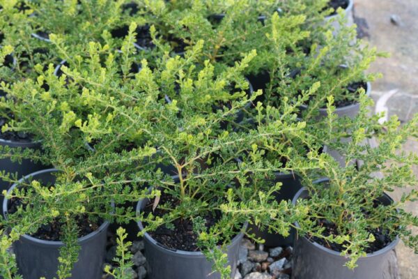 ACACIA LASIOCARPA