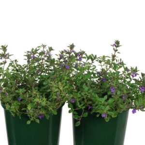 Acinos Purple Poppet