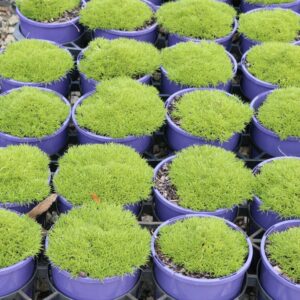SCLERANTHUS BIFLORUS LIME LAVA