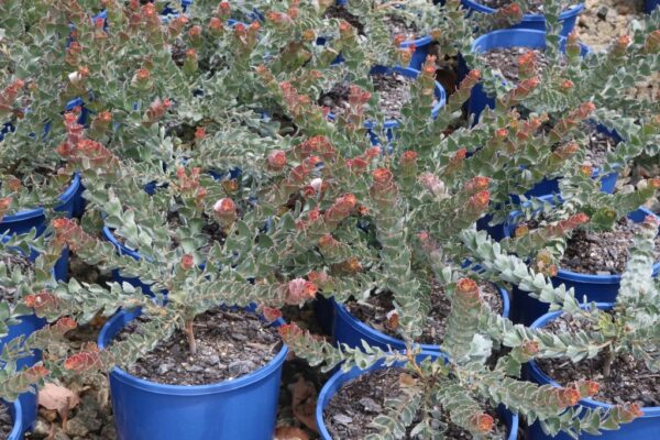 ADENANTHOS CUNEATUS