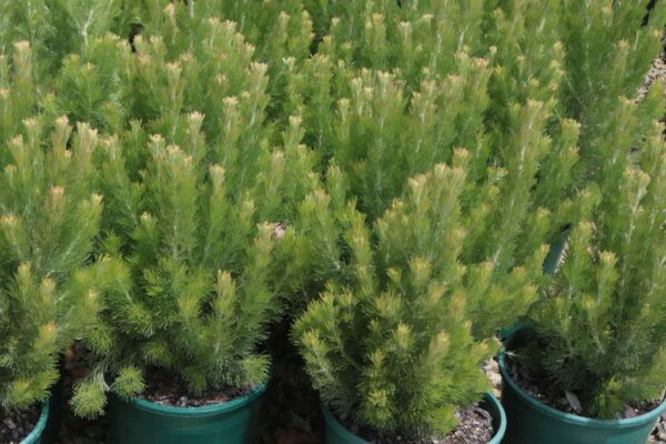 ADENANTHOS SERICEUS