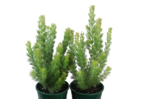 ADENANTHOS SERICEUS