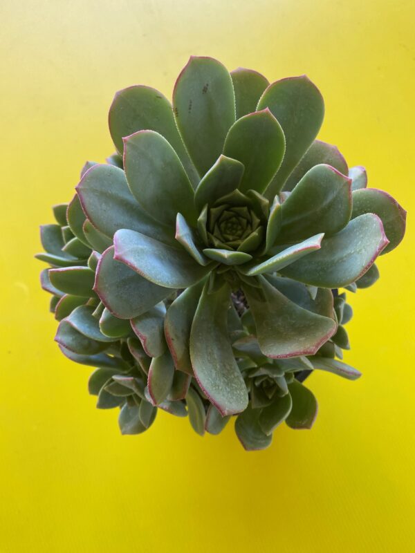 AEONIUM HAWORTHII