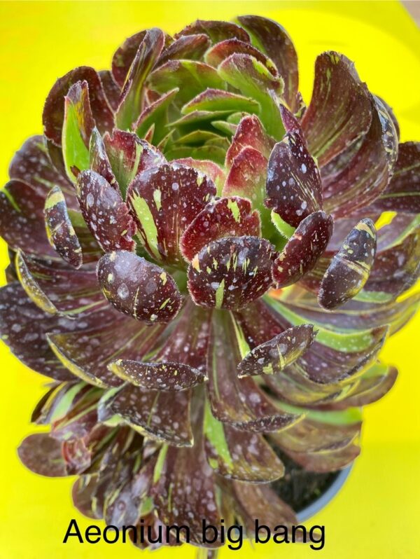 AEONIUM BIG BANG