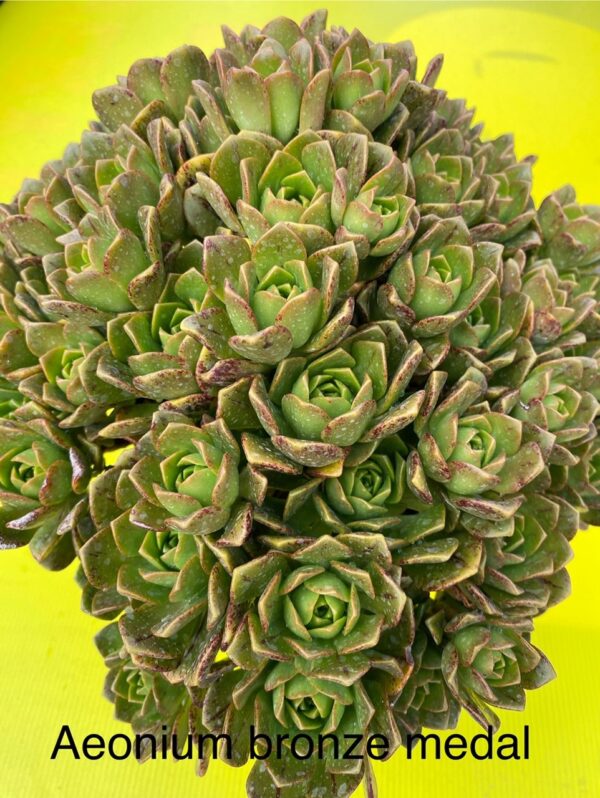 AEONIUM BRONZE MEDAL
