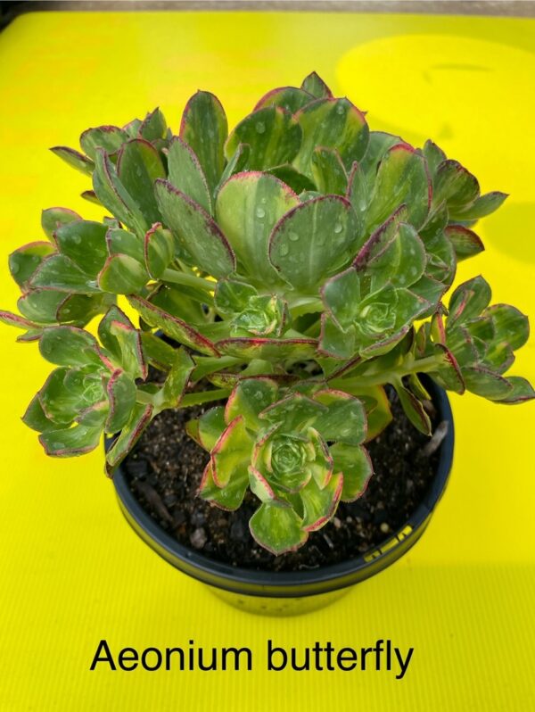 AEONIUM BUTTERFLY