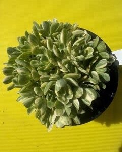 AEONIUM SUNCUP