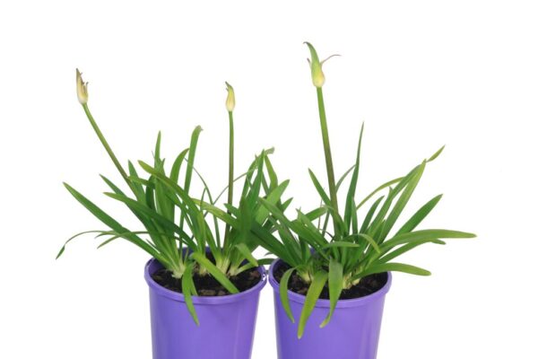 AGAPANTHUS BABY PETE