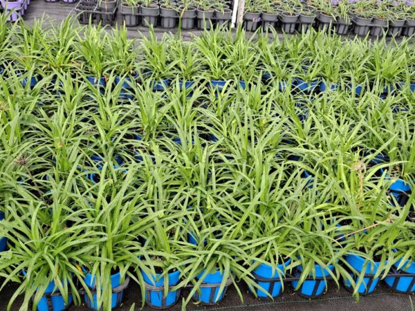 AGAPANTHUS BINGO BLUE TM ASB002