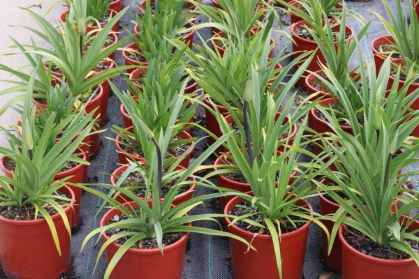 AGAPANTHUS BLACK PANTHER