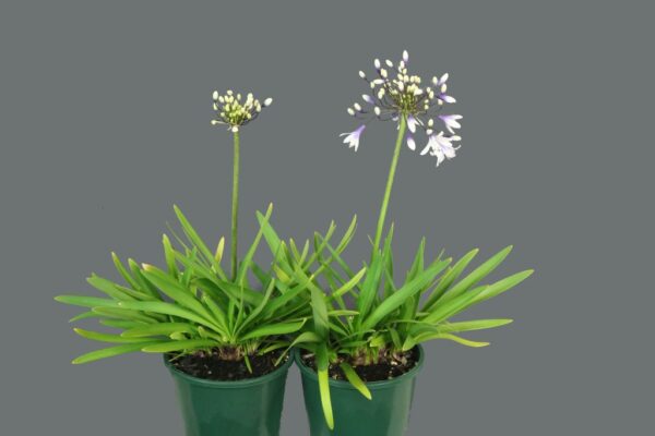 AGAPANTHUS FIREWORKS