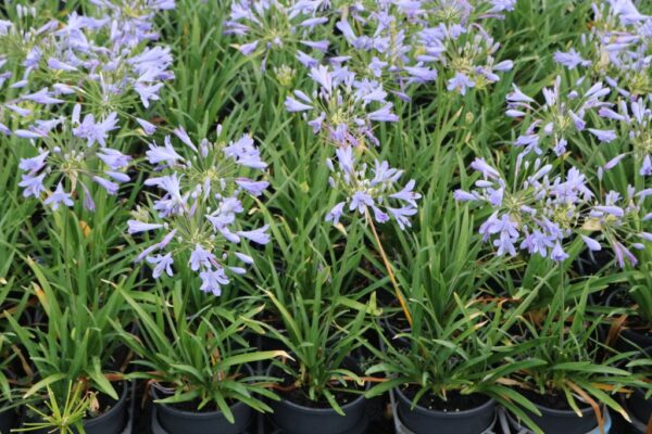 AGAPANTHUS PETER PAN