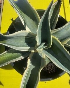 AGAVE GYPSOPHILA VARIEGATED