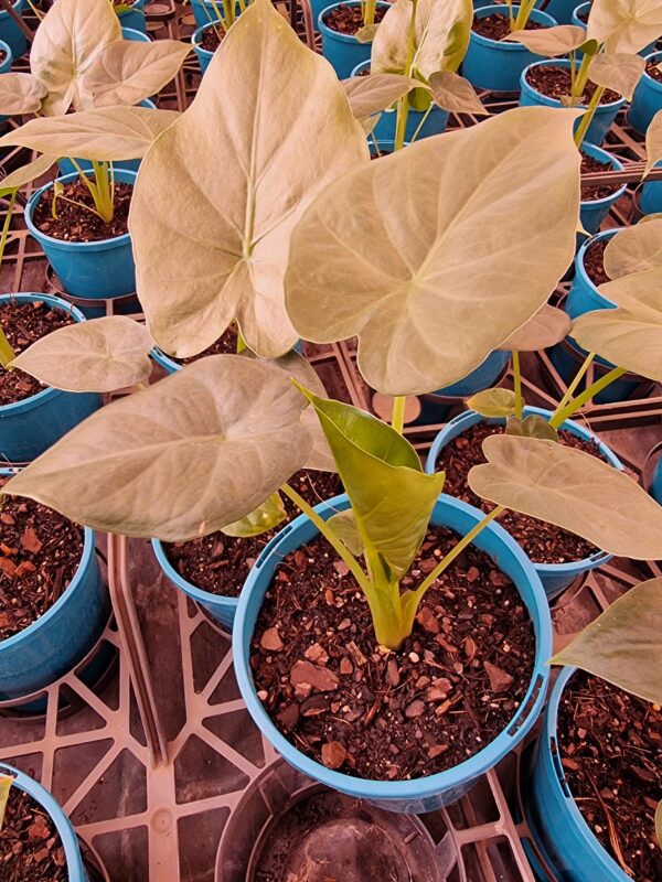 ALOCASIA MACRORRHIZA