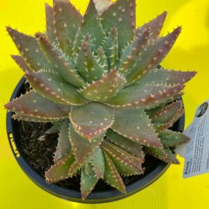 ALOE BREVIFOLIA