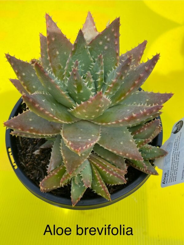 ALOE BREVIFOLIA